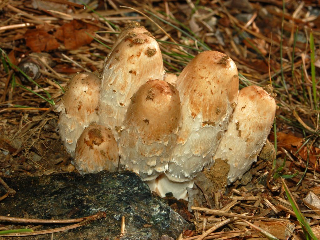 Un gruppetto di funghi senza un nome
